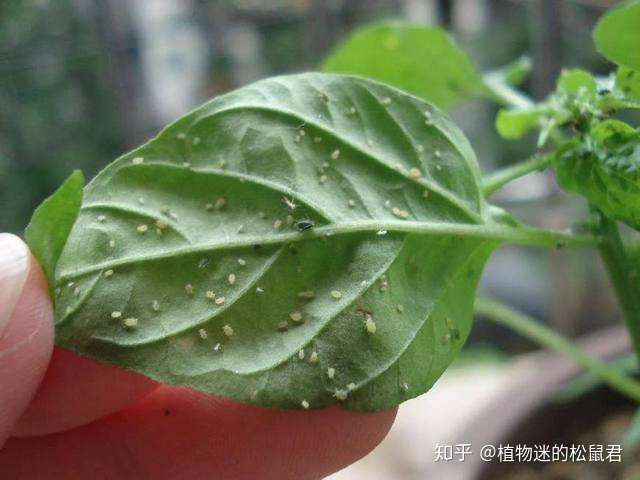 蚜虫怎么治 家里试了十几种 还是这两种方法最靠谱 知乎