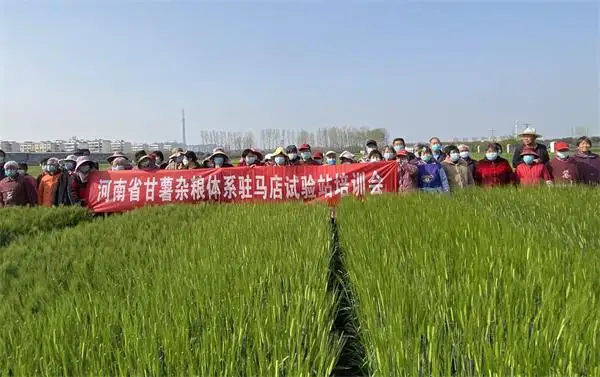 驻马店市农业科学院召开春季大麦田间技术培训会