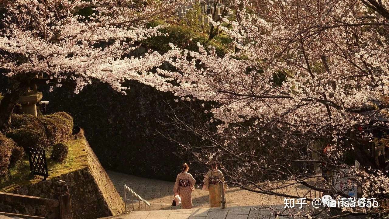 京都 树上盛开樱花 树下开出美女花 知乎 京都 树上盛开樱花 树下开出美女花 知乎