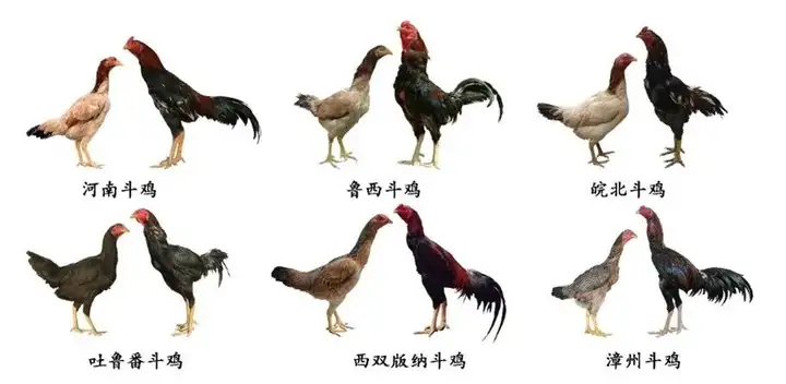 我国:皇帝也爱玩斗鸡