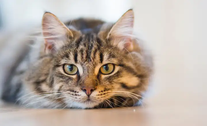如何饲养猫咪能够让它活得更久？（如何饲养猫咪能够让它活得更久一些）