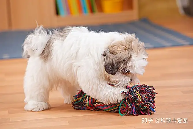 狗狗频繁掉毛脱毛怎么办 科瑞卡科普 知乎