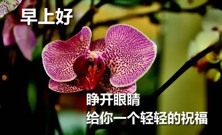 微信最新版漂亮早上好问候表情动态图片 最美早上好问候动图带字