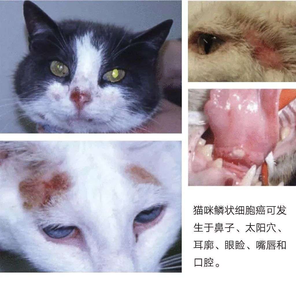 猫 求你快带我去医院吧 太疼了 知乎