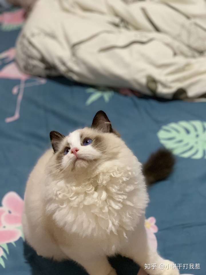 有人试过布偶猫和蓝猫配种的吗?