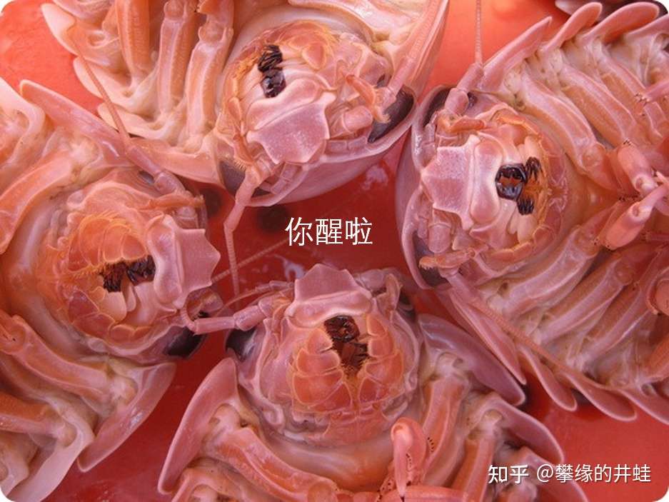 地球演义 第二百七十二回嘁 虫子 知乎