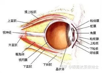 双眼皮手术是个坑?怎么选?多少钱?避雷手册快收好!