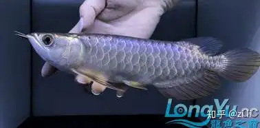 金龍魚種類有哪些？ 觀賞魚 第16張