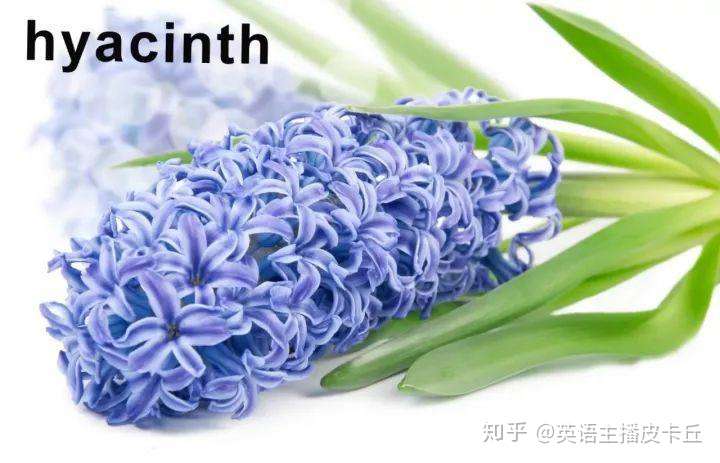 超全鲜花英文名称汇总及配图 建议收藏 知乎