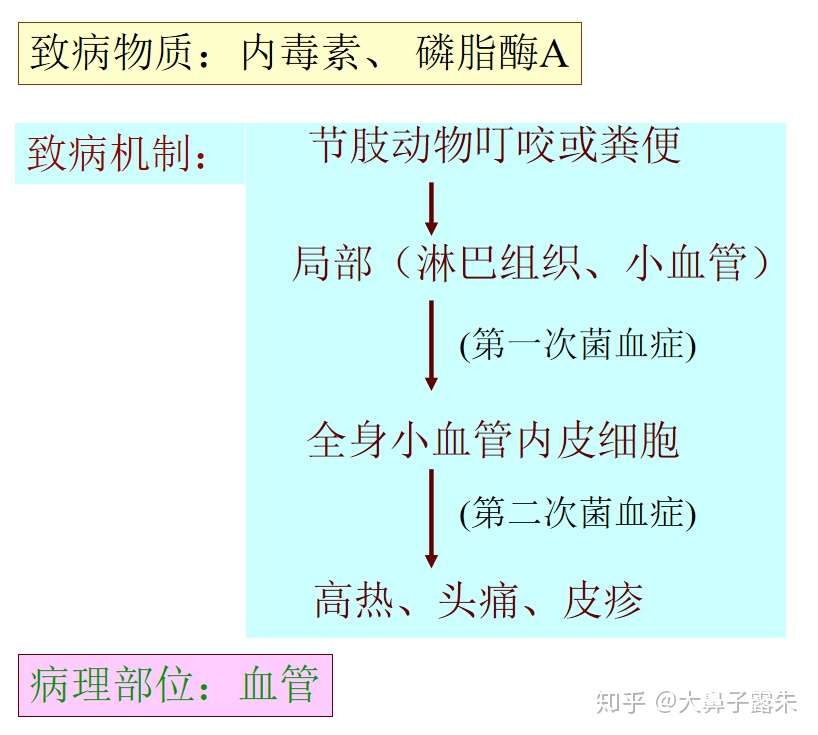 医学微生物学 立克次体2 知乎