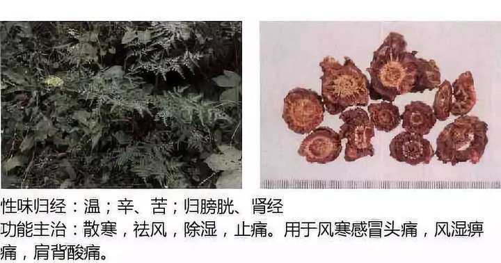 500余种中草药图  第11张