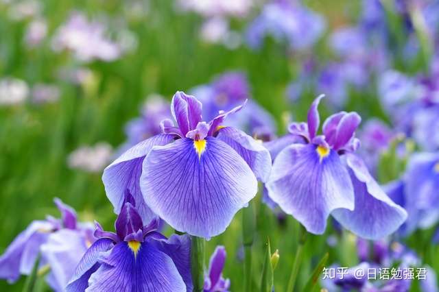 日本七十二候 菖蒲華 知乎