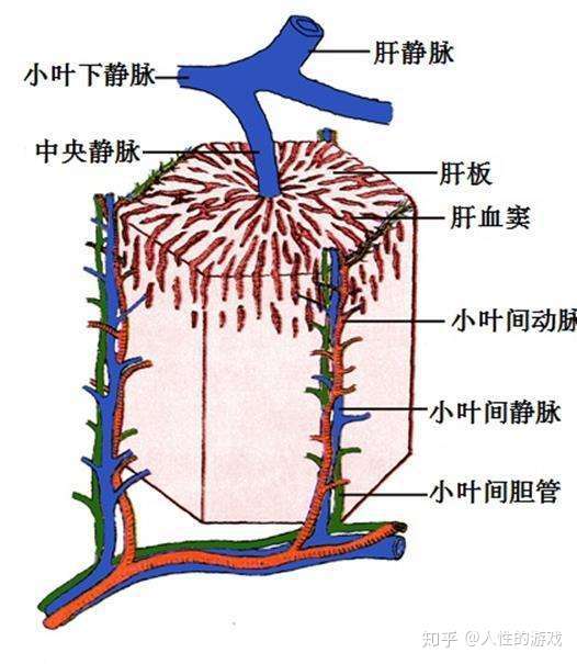 新型冠状病毒116 血量 血容量 血管容量 心搏出量 知乎