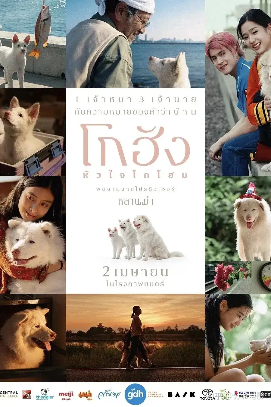 《心犬相随》现象级票房黑马，太好哭了