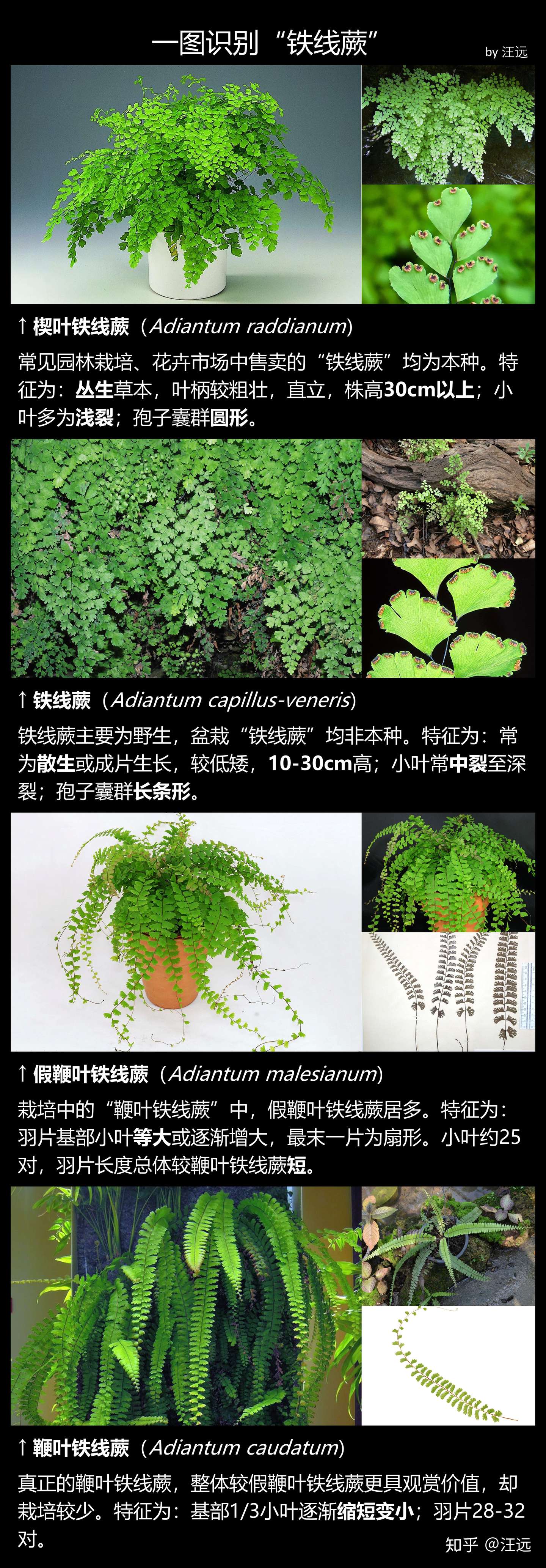 一图识别 铁线蕨 知乎