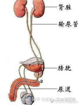 输尿管在哪个位置图片