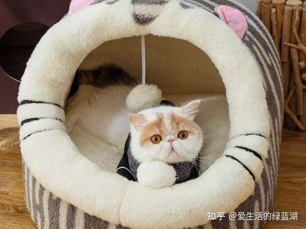 什么是养猫的智商税 养猫 你花冤枉钱了吗 知乎