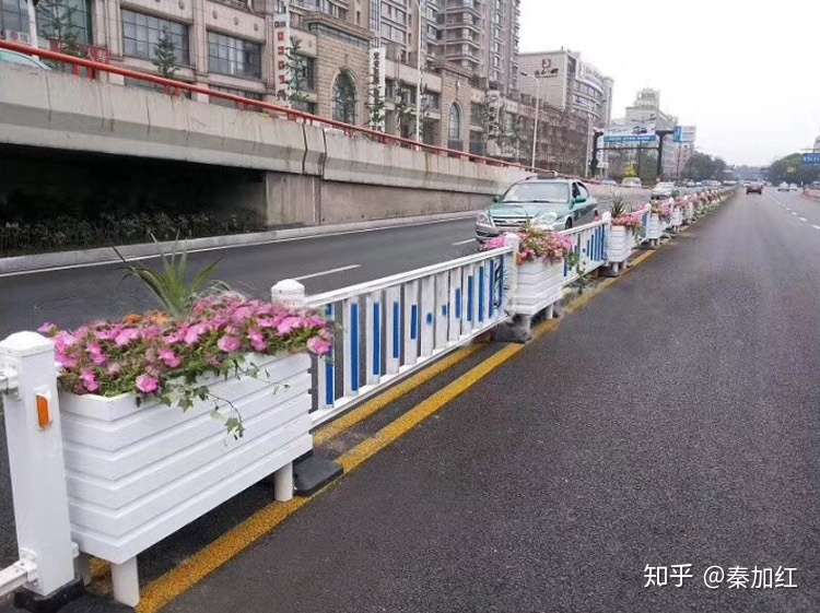 道路花箱种植的植物 人们都会竖起大拇指 知乎