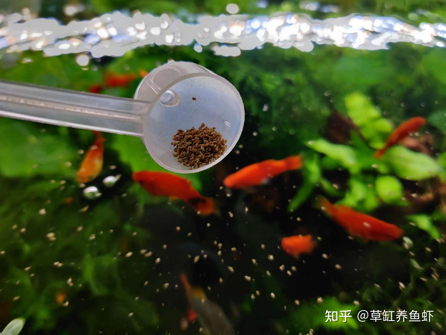 给观赏鱼喂冷冻鱼食好不好 其实好处还蛮多的 我一直在喂 知乎