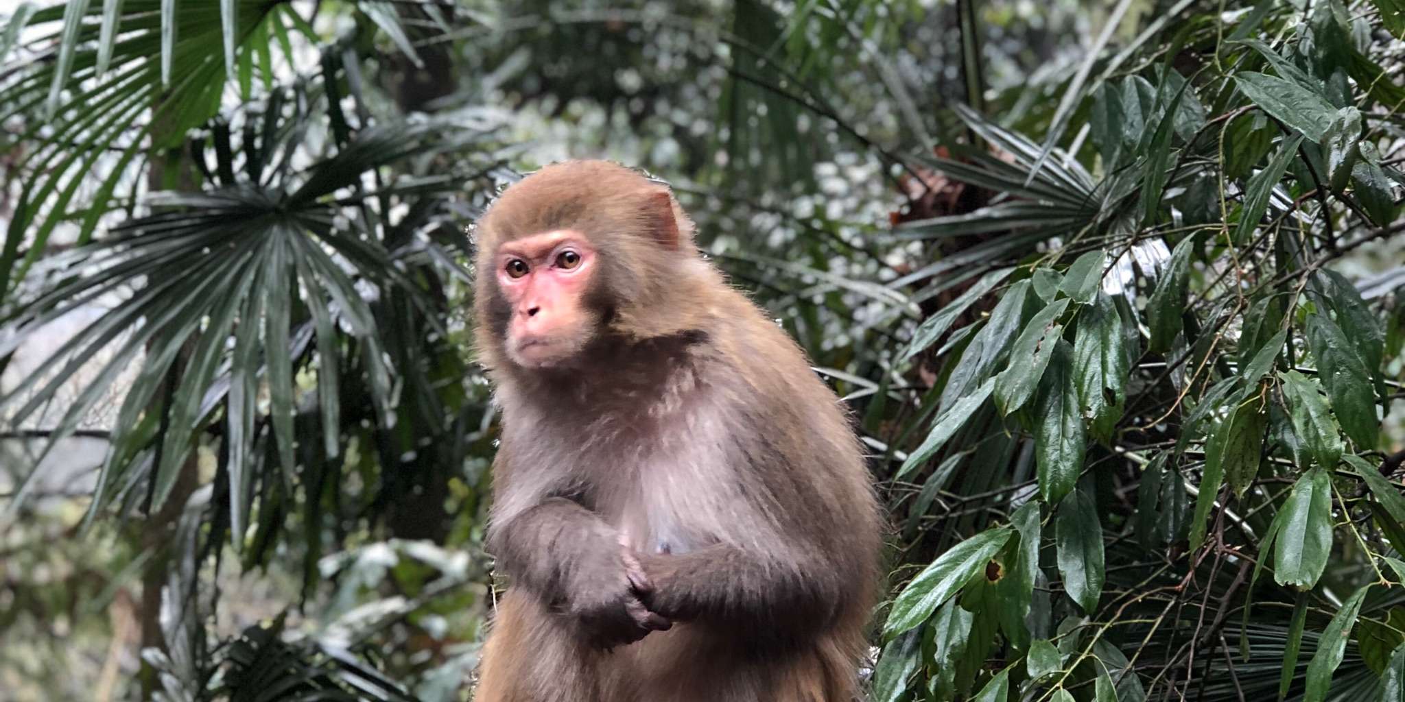 婊气冲天小机灵