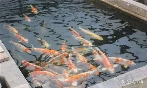 养锦鲤十年的 过来人 告诉你不要触碰的九大 雷区 知乎