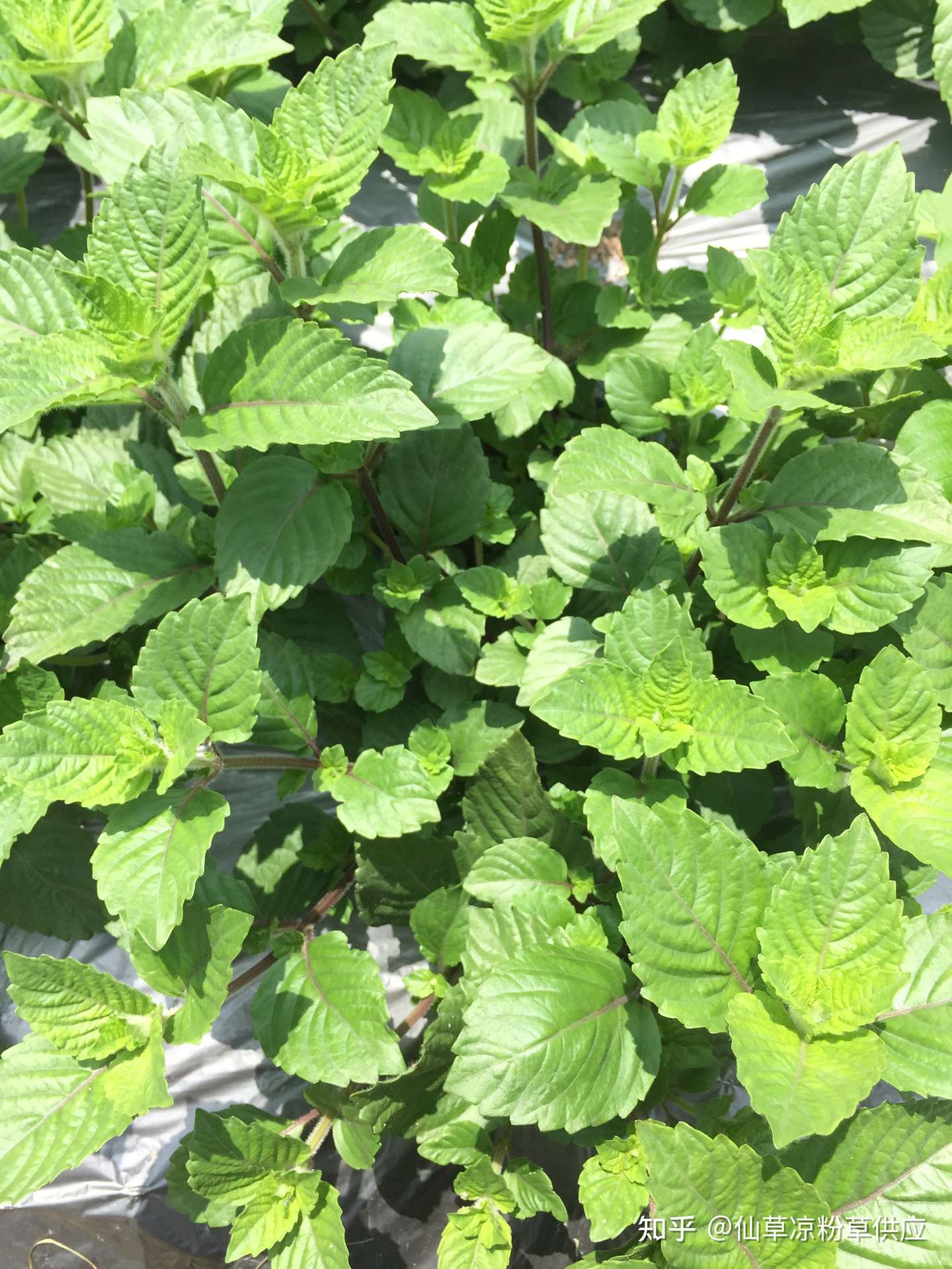 武平凉粉草 仙草 知乎