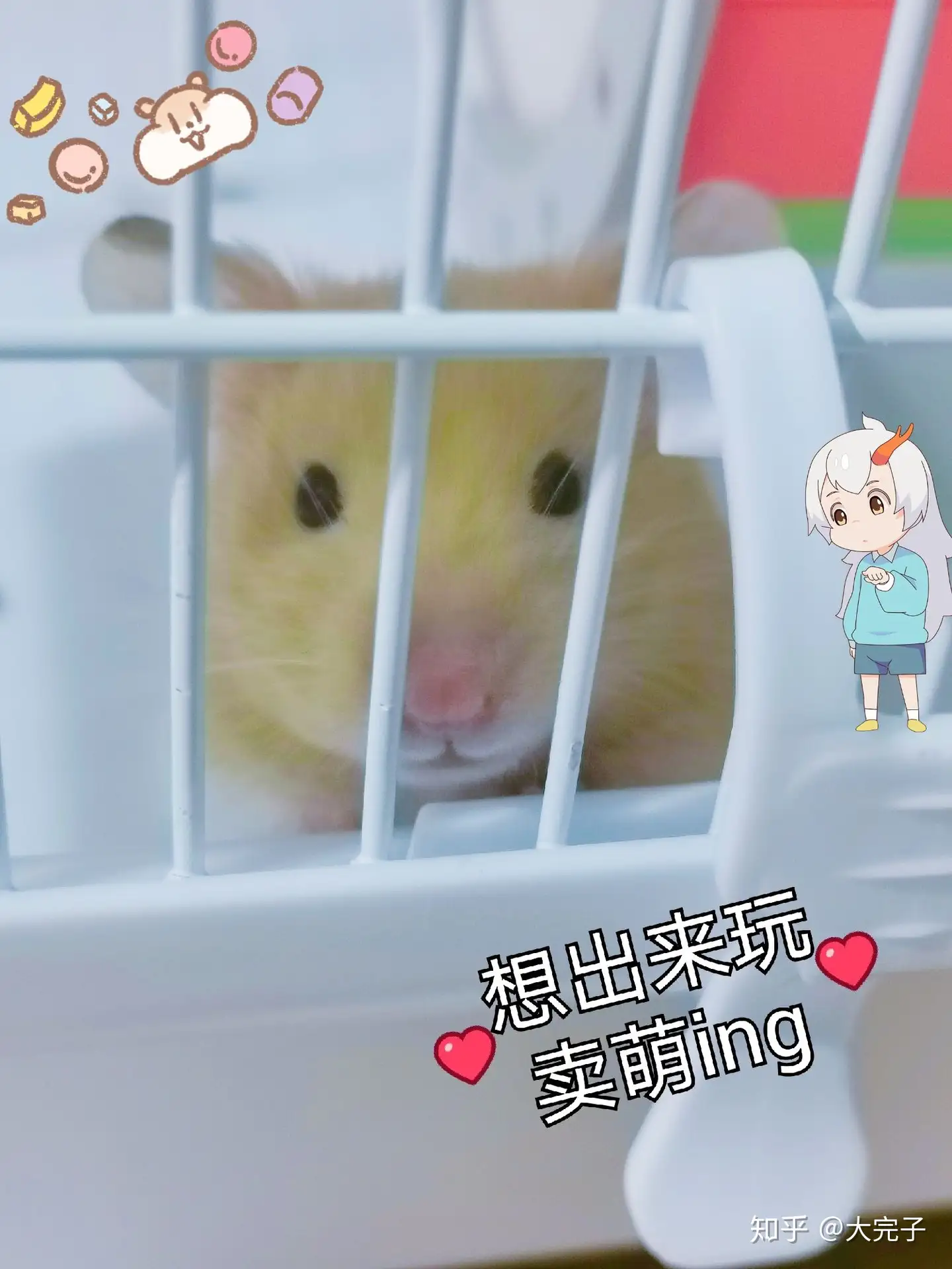 新手仓鼠 金丝熊 必备用品 知乎