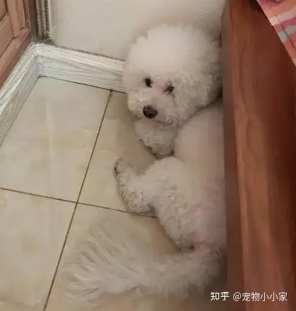 比熊这几种认错行为就你还看不懂