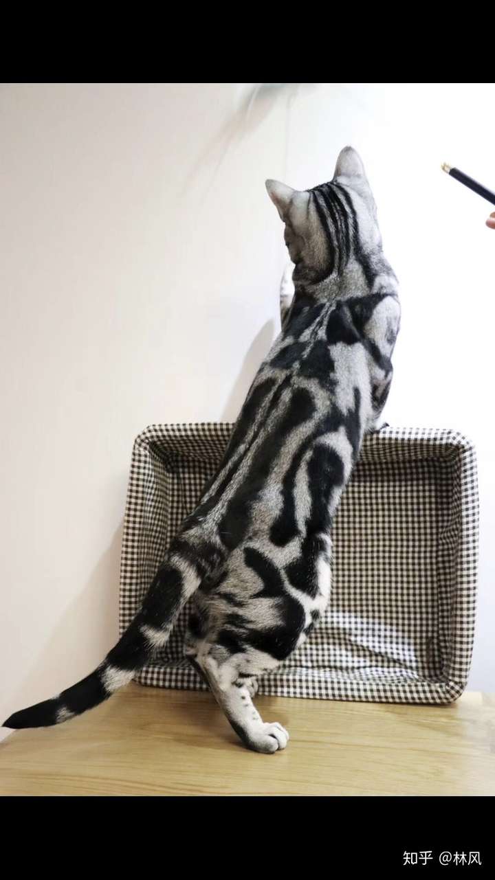 花纹不清晰,自己想了能纯到哪去?标斑背毛以下图为准吧.