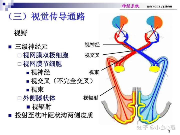 视觉传导光能转化为神经电能后神经冲动将小白心理312347考研答疑