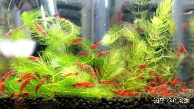 新手养入门适合养的虾 极火虾 知乎