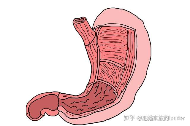 【胃部息肉】 - 知乎