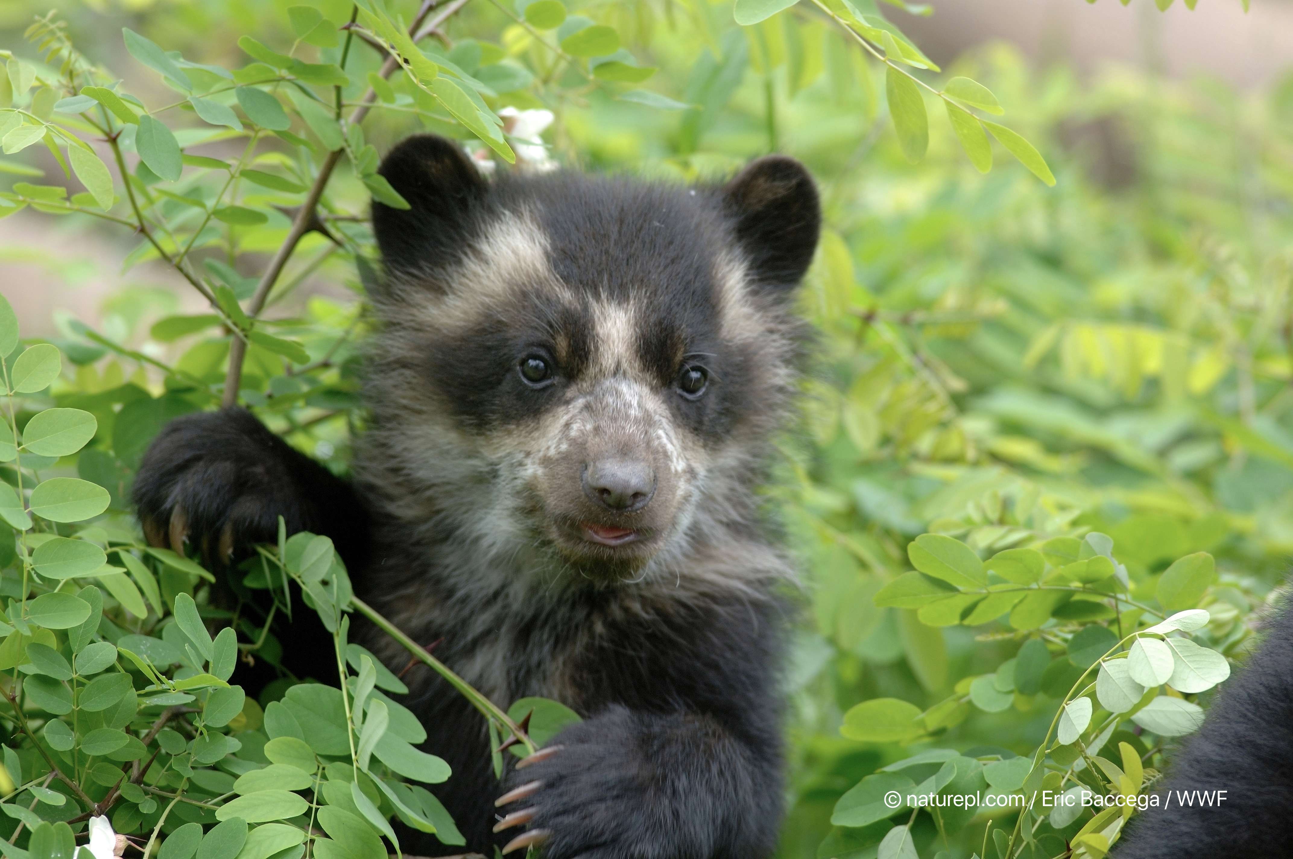 wwf世界自然基金会 的想法: 熊猫君分享一只憨憨又可爱的眼镜熊幼崽