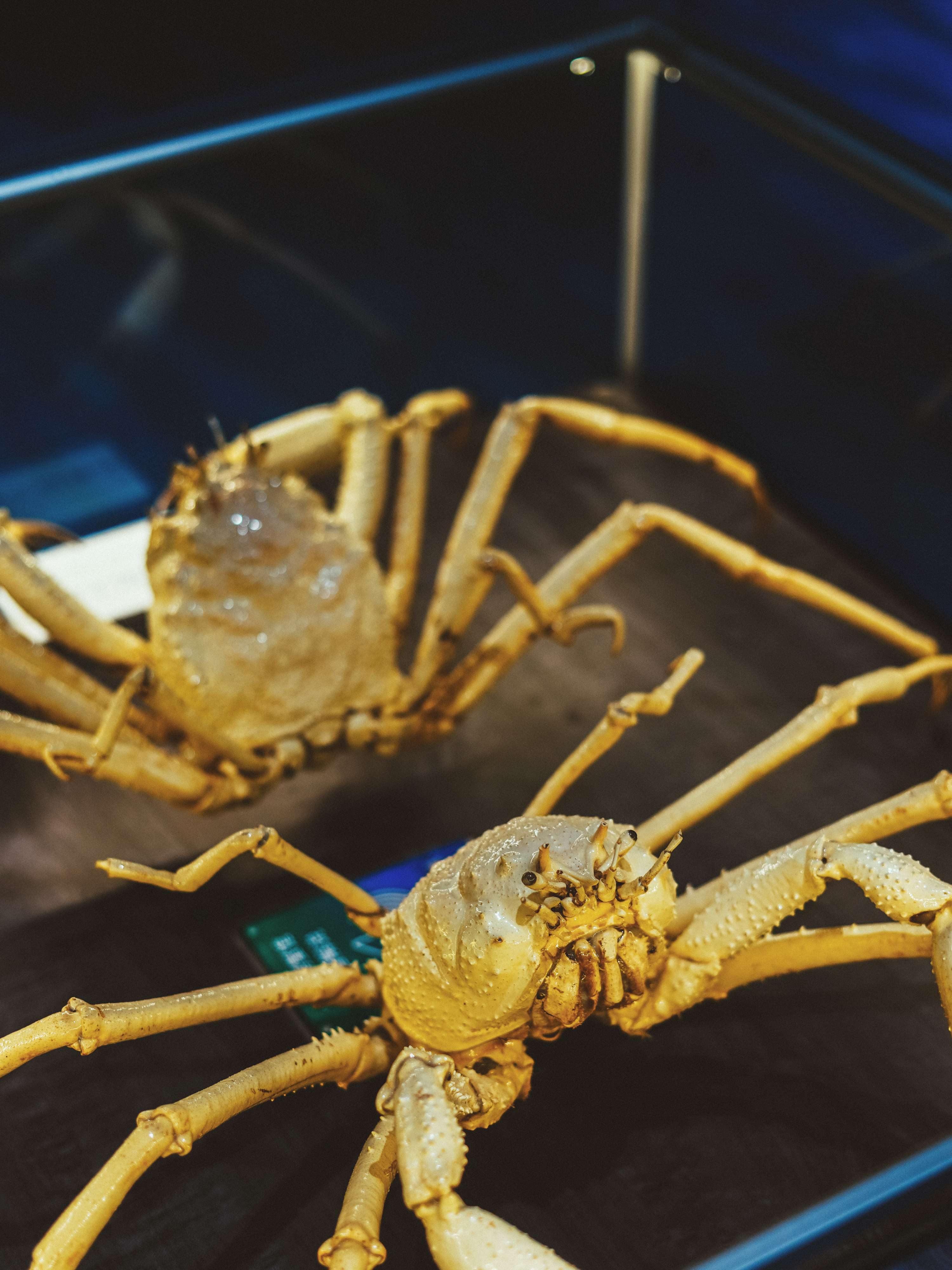 英子同学 的想法: 世界第一座螃蟹博物馆,在湄洲岛 - 知乎