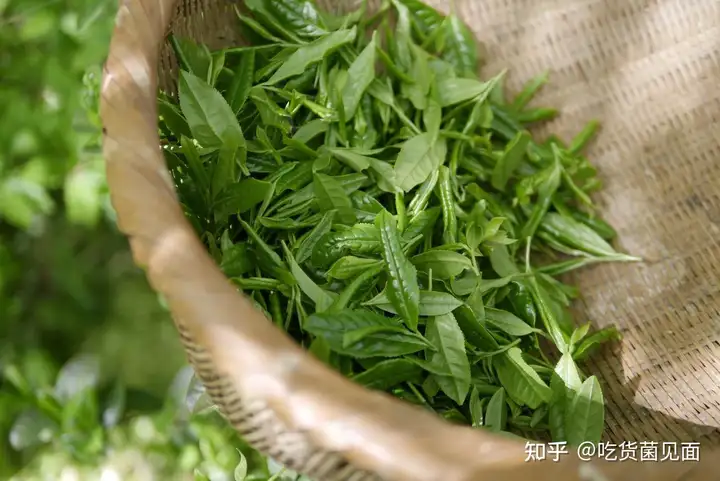 燃爆了（怎么喝茶讲究步骤）一般怎么喝茶，“喝茶入门选什么茶叶好？”给一些靠谱的分享，孔尚任，