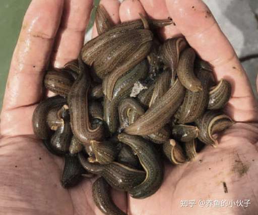 宽体金线蛭养殖技术总结