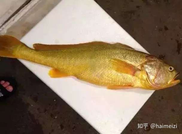 东海海鱼大全 东海经常能捕到的食用鱼 你都认识吗 知乎 东海海鱼大全 东海经常能捕到的食用鱼 你都认识吗 知乎
