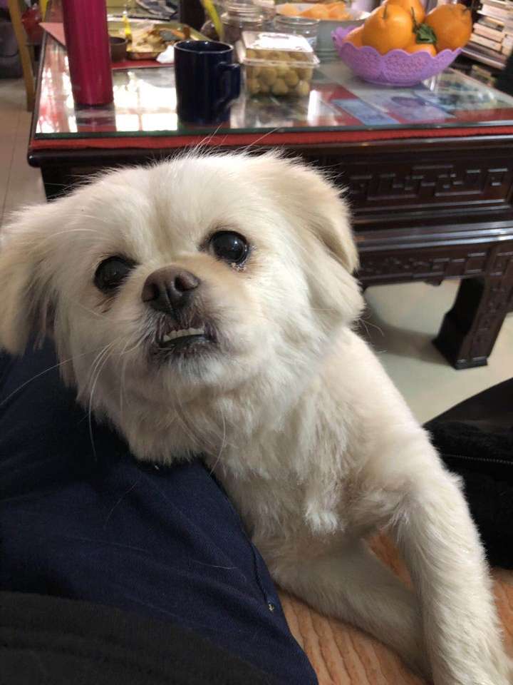 有一丑狗是什么体验?