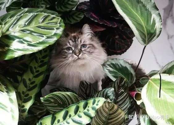 养猫家庭不配拥有植物 其实 这些植物可以有 知乎