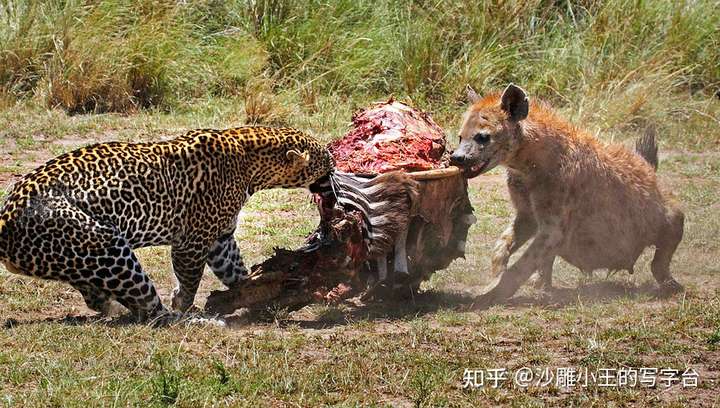 弱肉强食的社会图片图片