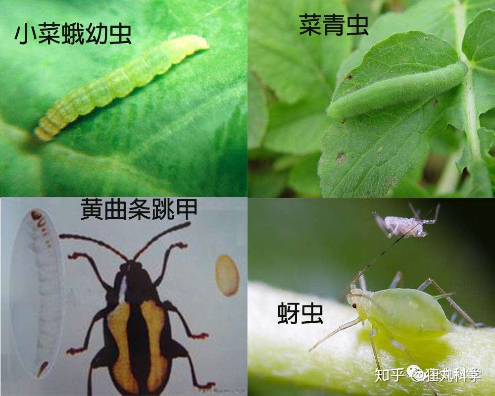 西兰花里虫子这么多 还有杨梅荔枝 我们吃下过多少虫 知乎