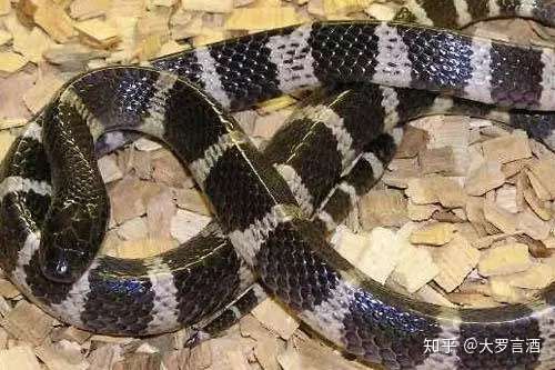 海上 第一名山 崂山 知乎