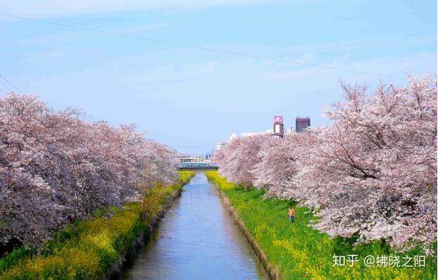 日本旅游 不想在东京赏樱人挤人 埼玉 超赞樱花隧道10选 知乎
