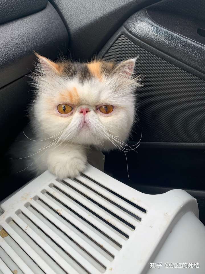 武汉三花加菲妹妹找老公