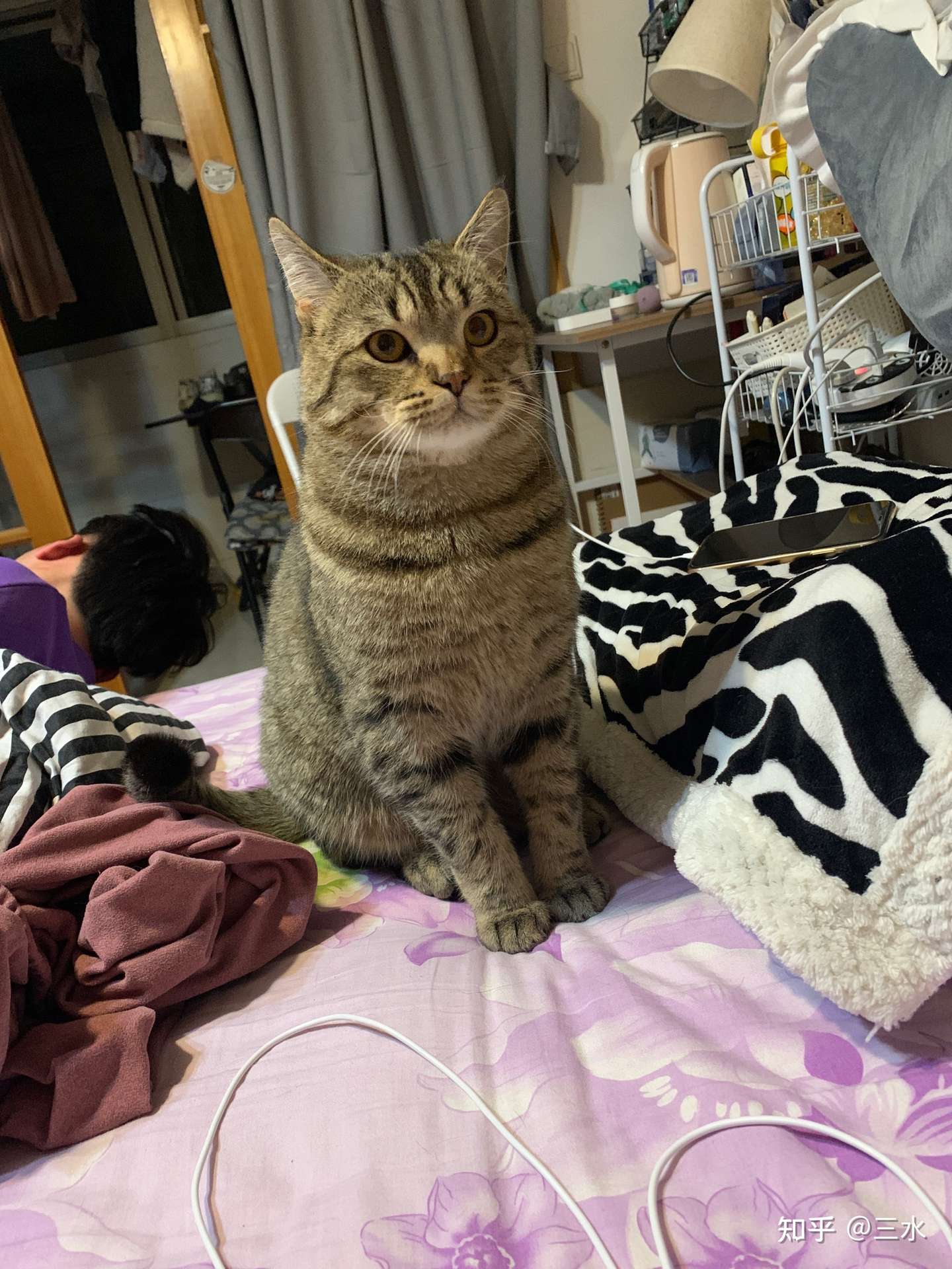 大家帮我看看这是狸花猫还是金虎斑 知乎