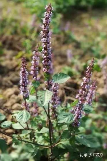 仙草到底是什么 怎么做的 知乎