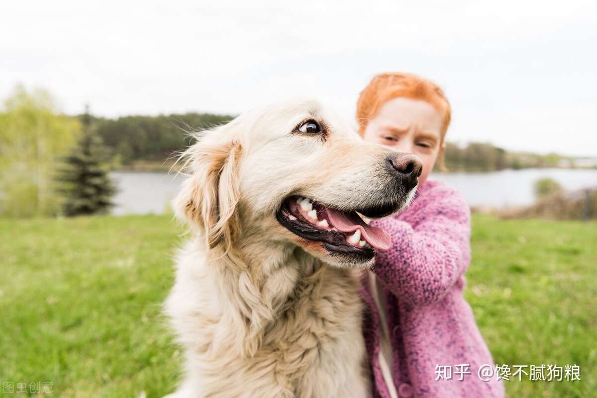 为什么金毛犬看到主人回家都会这么 兴奋 原因有6个 知乎