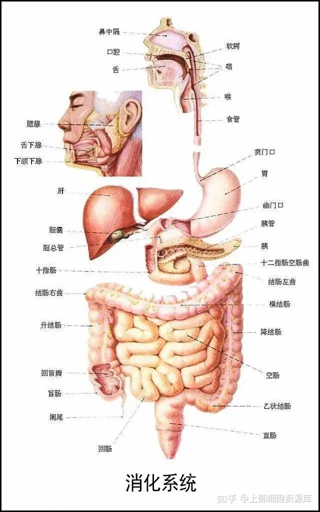 干细胞—人体九大系统的守护者- 知乎