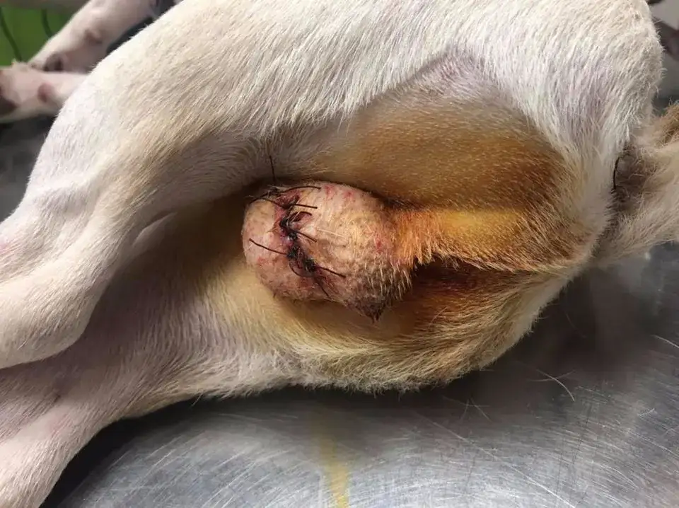 到底要不要给狗狗绝育 宠物绝育的好处和最佳时间 狗狗绝育注意事项 知乎