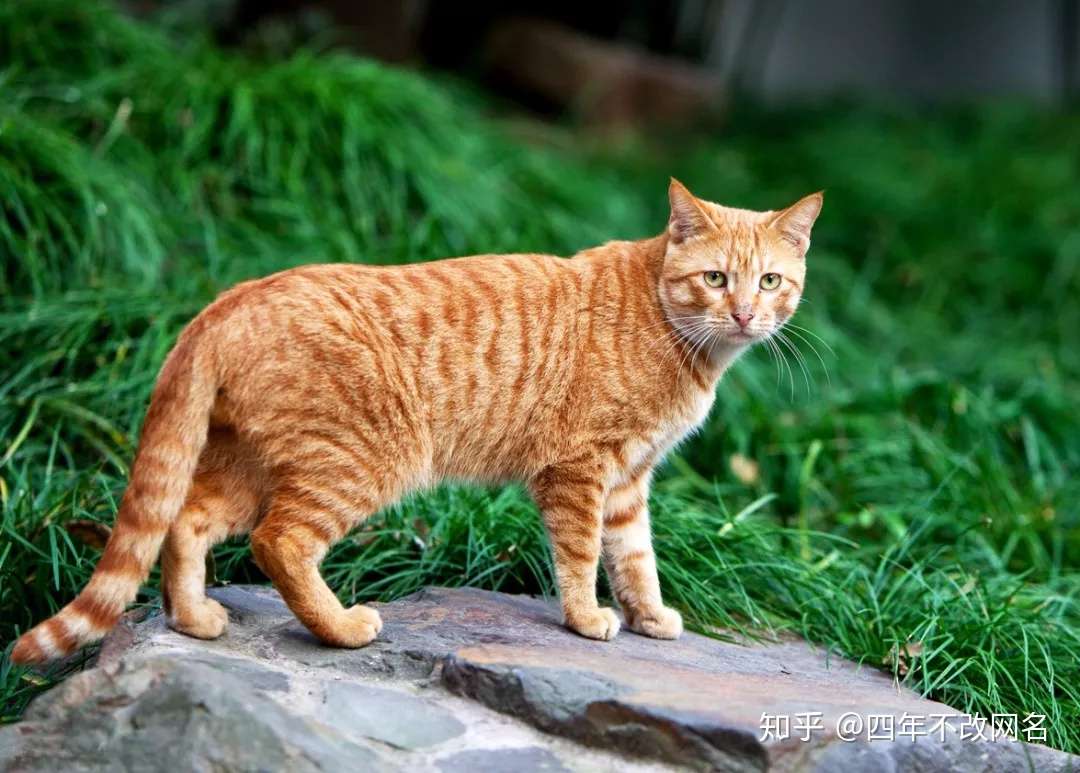 我家的这个 不是狸花猫 知乎